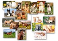 Pohlednice - zvířata / mix