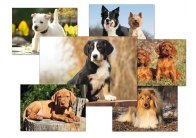 Pohlednice - psi / mix